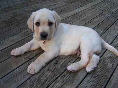 Labrador Retriever cucciolo