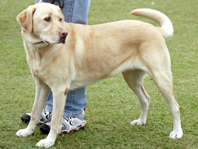 Labrador Retriever 