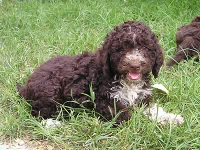 Lagotto Romagnolo