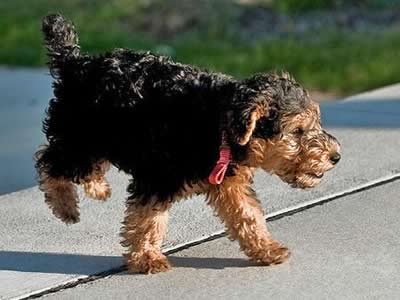 Lakeland cucciolo