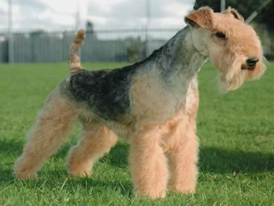 lakeland