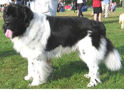 Landseer lingua 