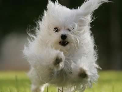 Maltese Baby