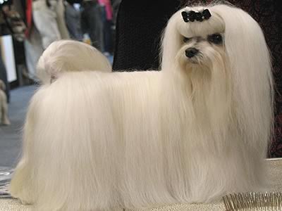maltese