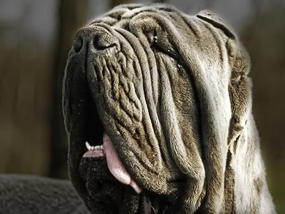 mastino napoletano