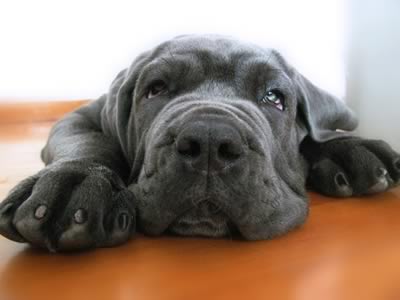 musone mastino napoletano