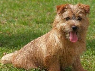 Norfolk Terrier dog