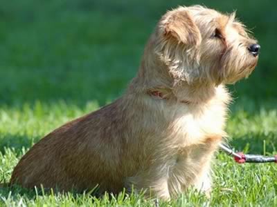 Norfolk Terrier