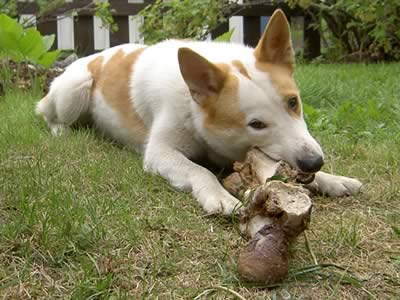 Norrbottenspets che gioca