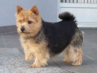Norwich Terrier