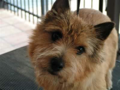 Norwich Terriers