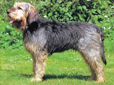 Otterhound  profilo