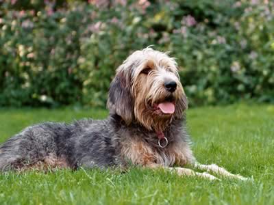 Otterhound 