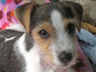 Parson Jack Russell Terrier