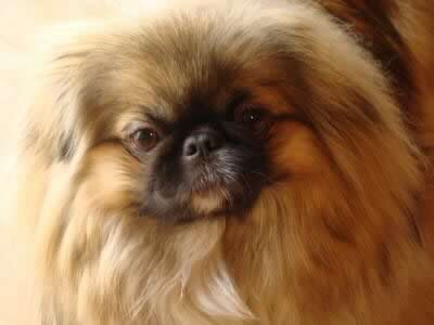 Pekinese