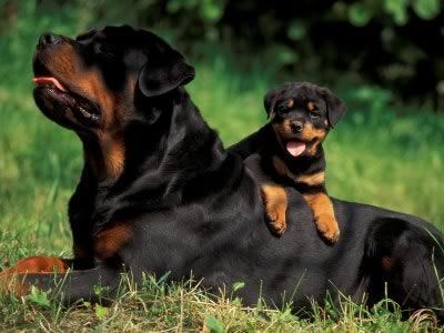 Rottweiler Puppies