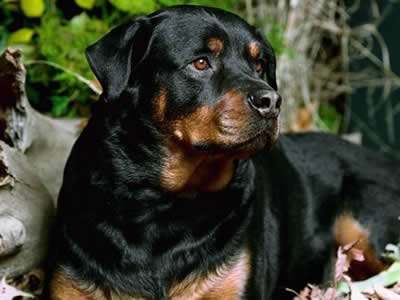 Rottweiler 