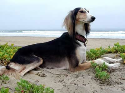 Saluki al mare
