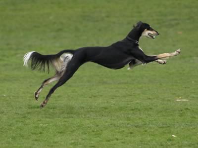 Saluki