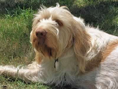 spinone italiano