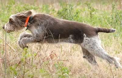 Spinone