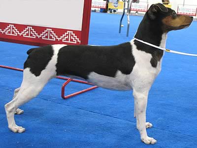 Terrier Brasiliano