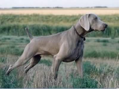 Weimaraner