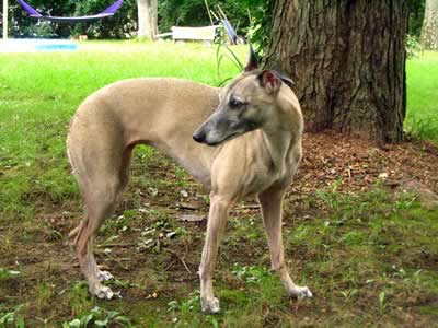 whippet