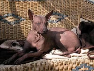 Xoloitzcuintle seduto