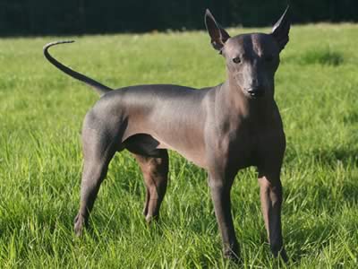 Xoloitzcuintle