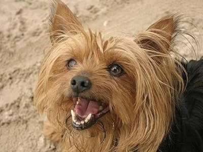 Yorkshire Terrier