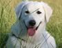 Kuvasz