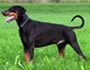 dobermann